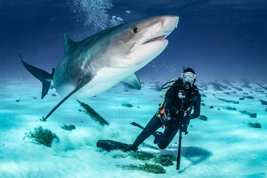 Fear and Loathing of Sharks