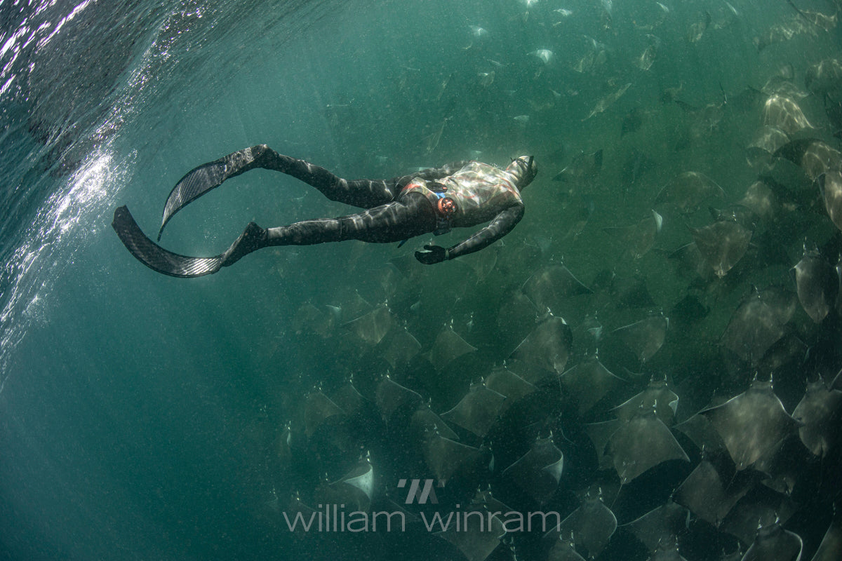 Freediving for Research and Conservation