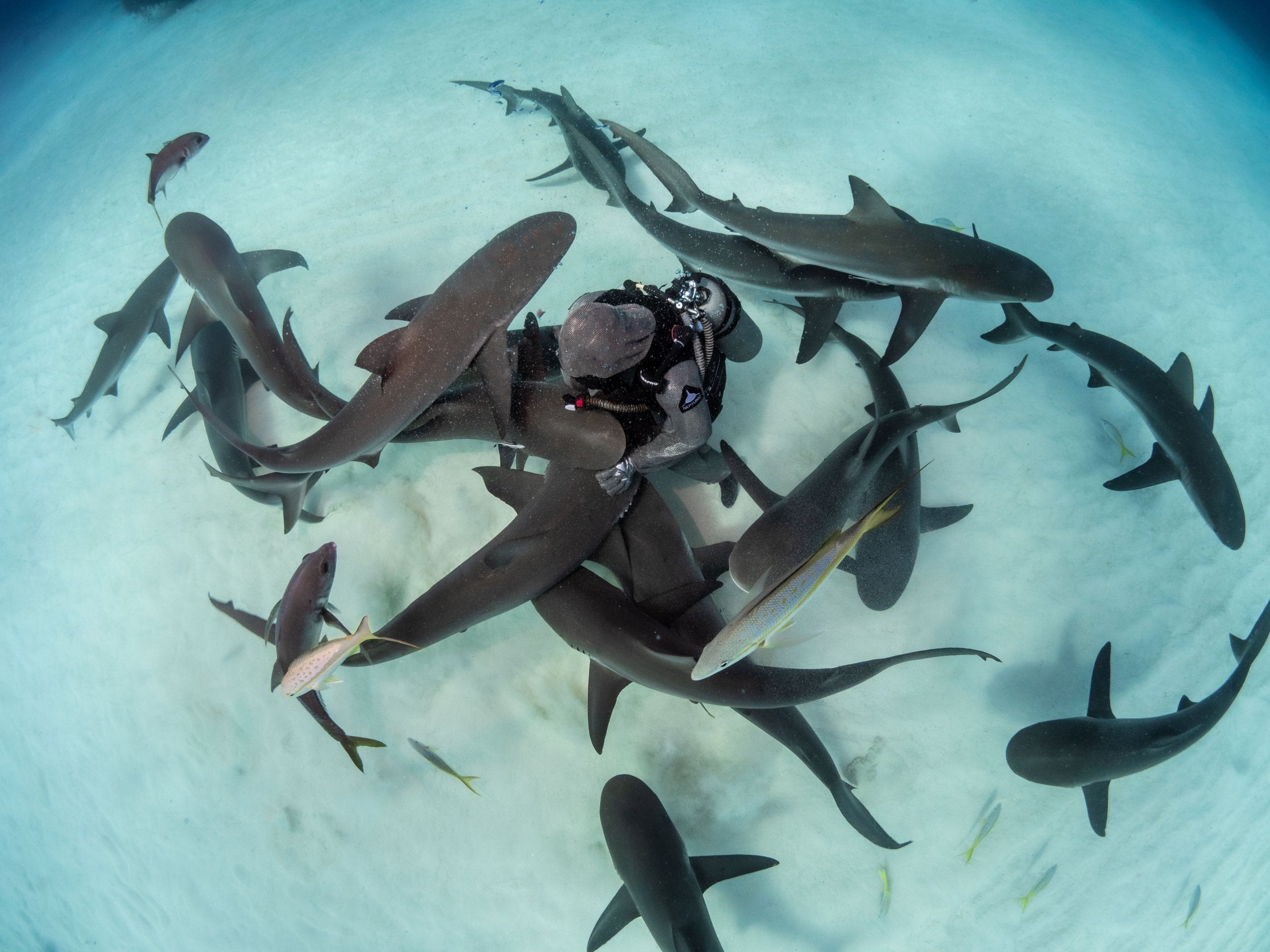 I Wish There Were Sharks In Caves