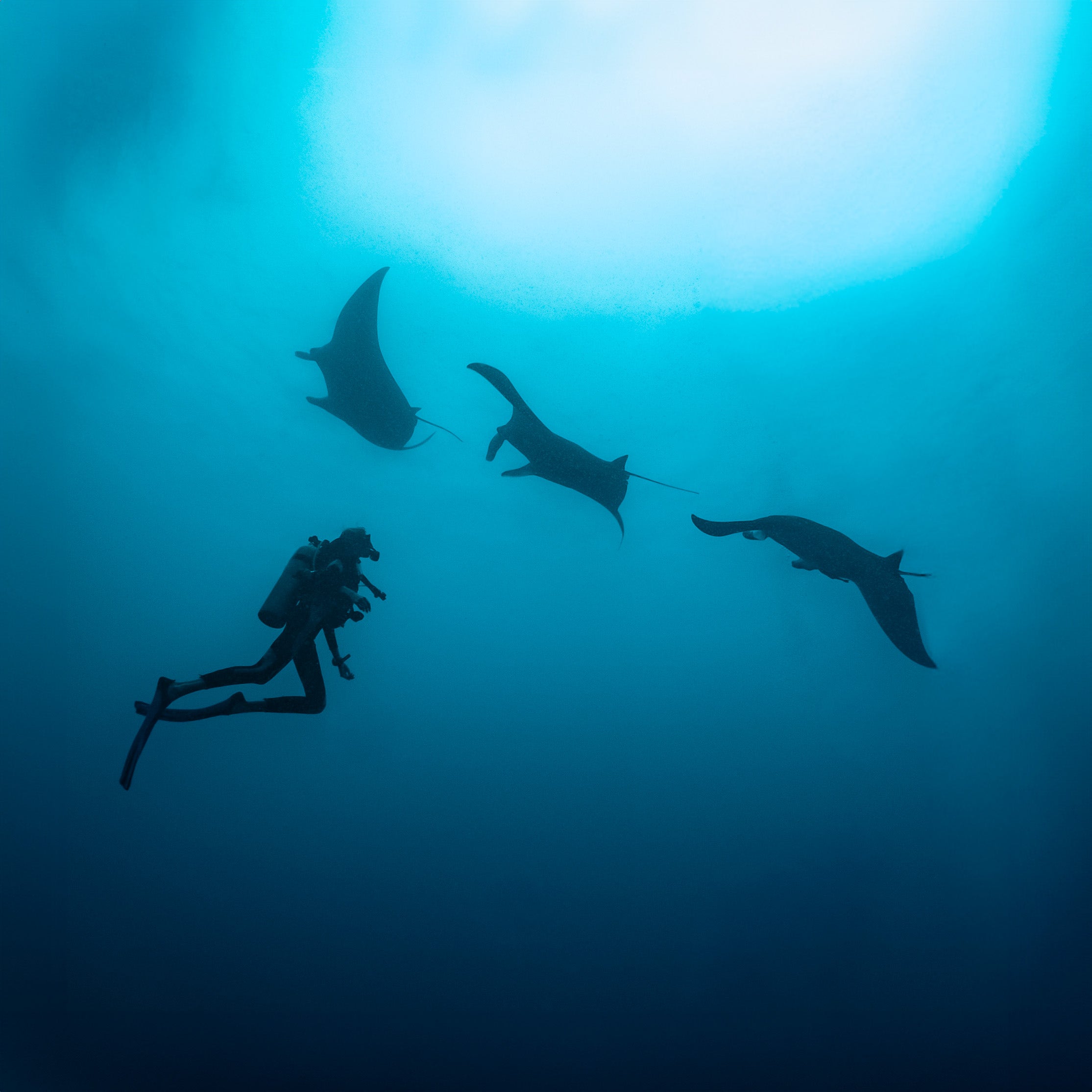 Diving in Palau: The Real Endless Ocean