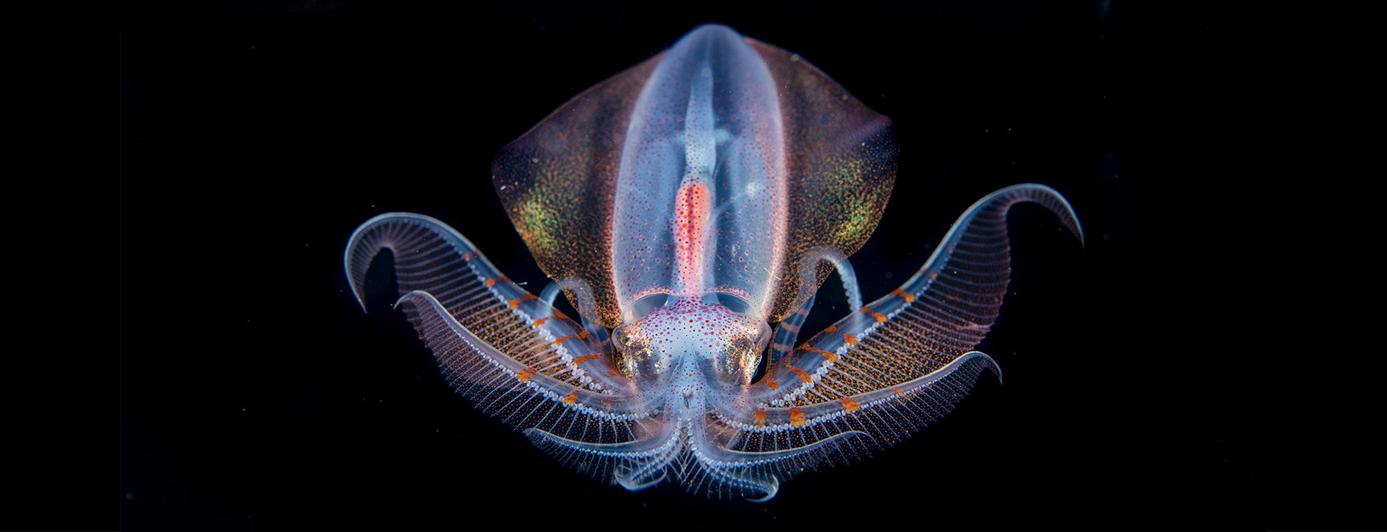 Blackwater Diving: Unveiling the Mysteries of the Abyss