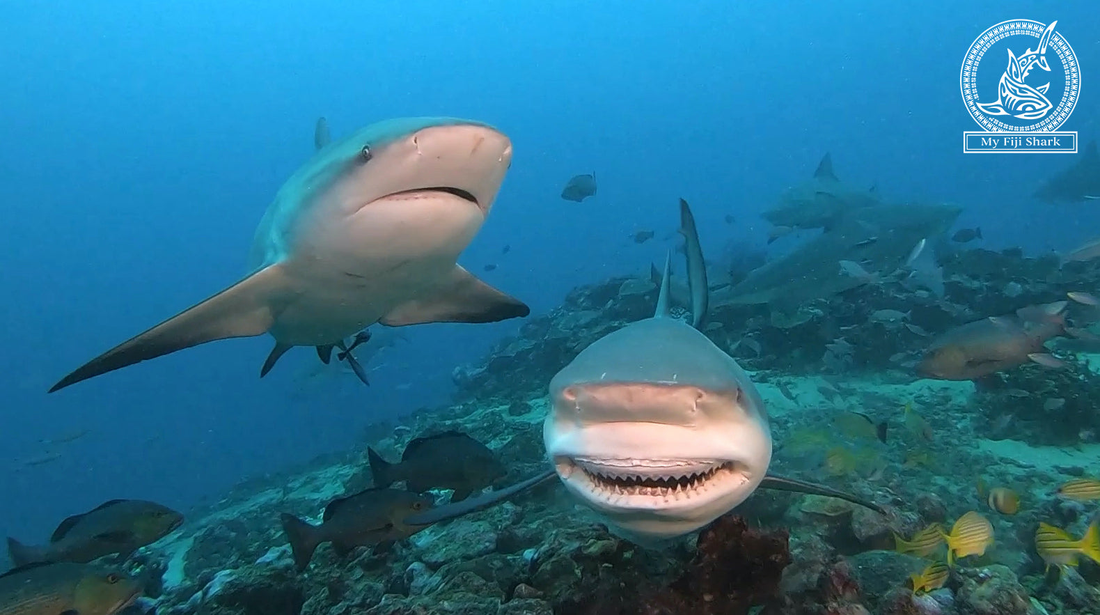 Falling for Sharks: An Underwater Love Affair 