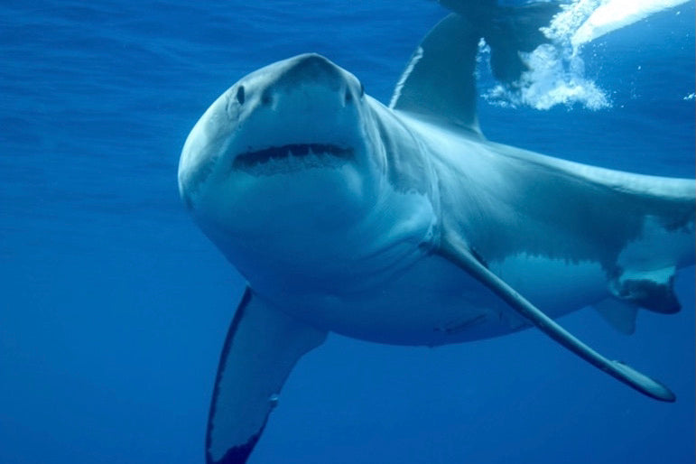 Working at a Dive Shop, Not a “Job”