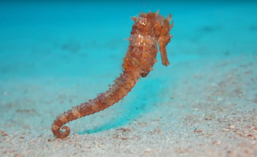 Paradiso Rito and Redeem the Reef Project – A glimmer of hope for Verde Island Passage