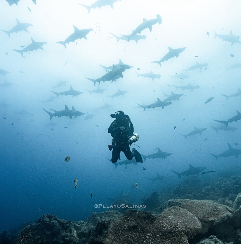 Stealth Dives to Help Protect Hammerheads