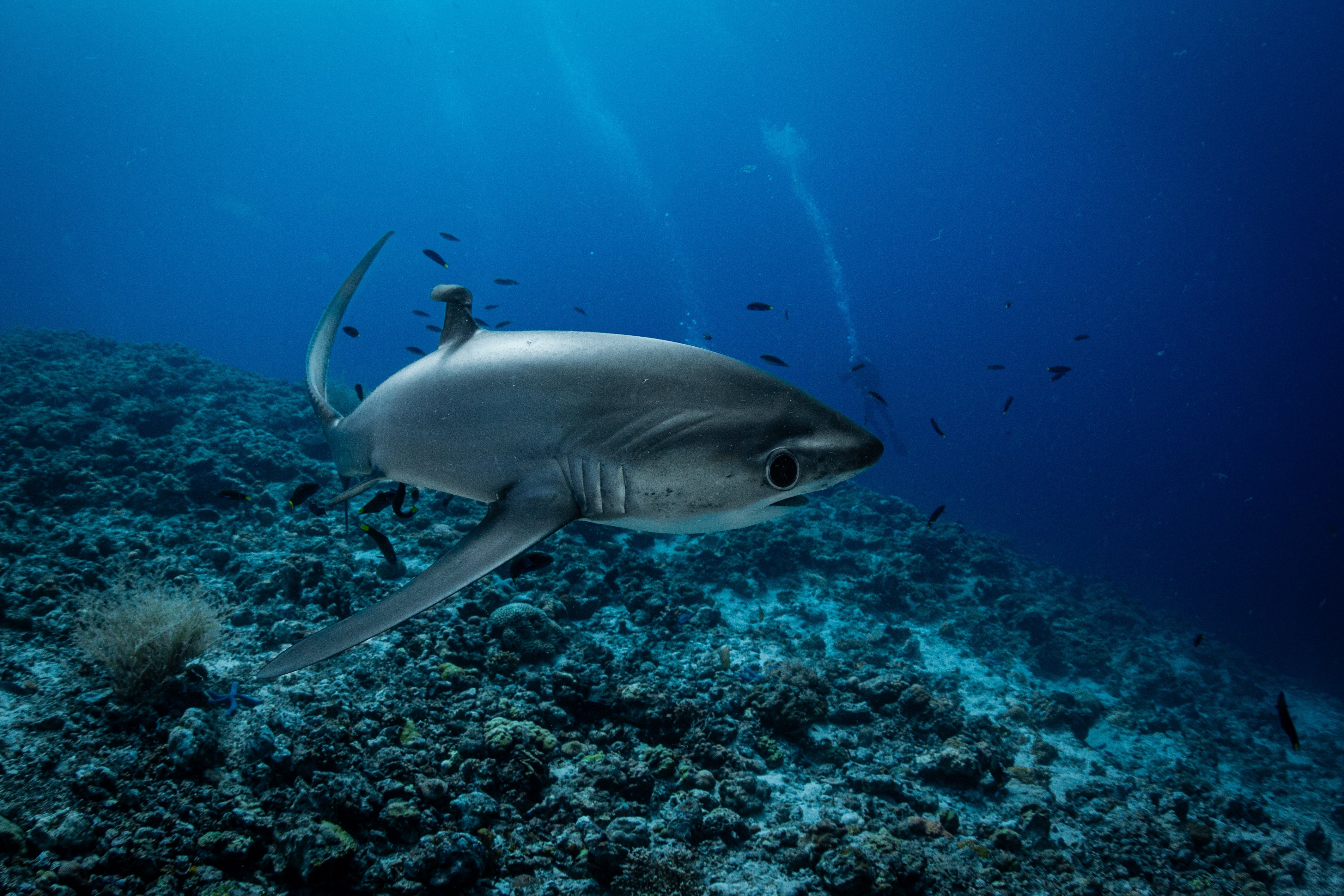 Diving With Thresher Sharks Shearwater Research Inc diving-with-thresher-sharks-shearwater-research-inc