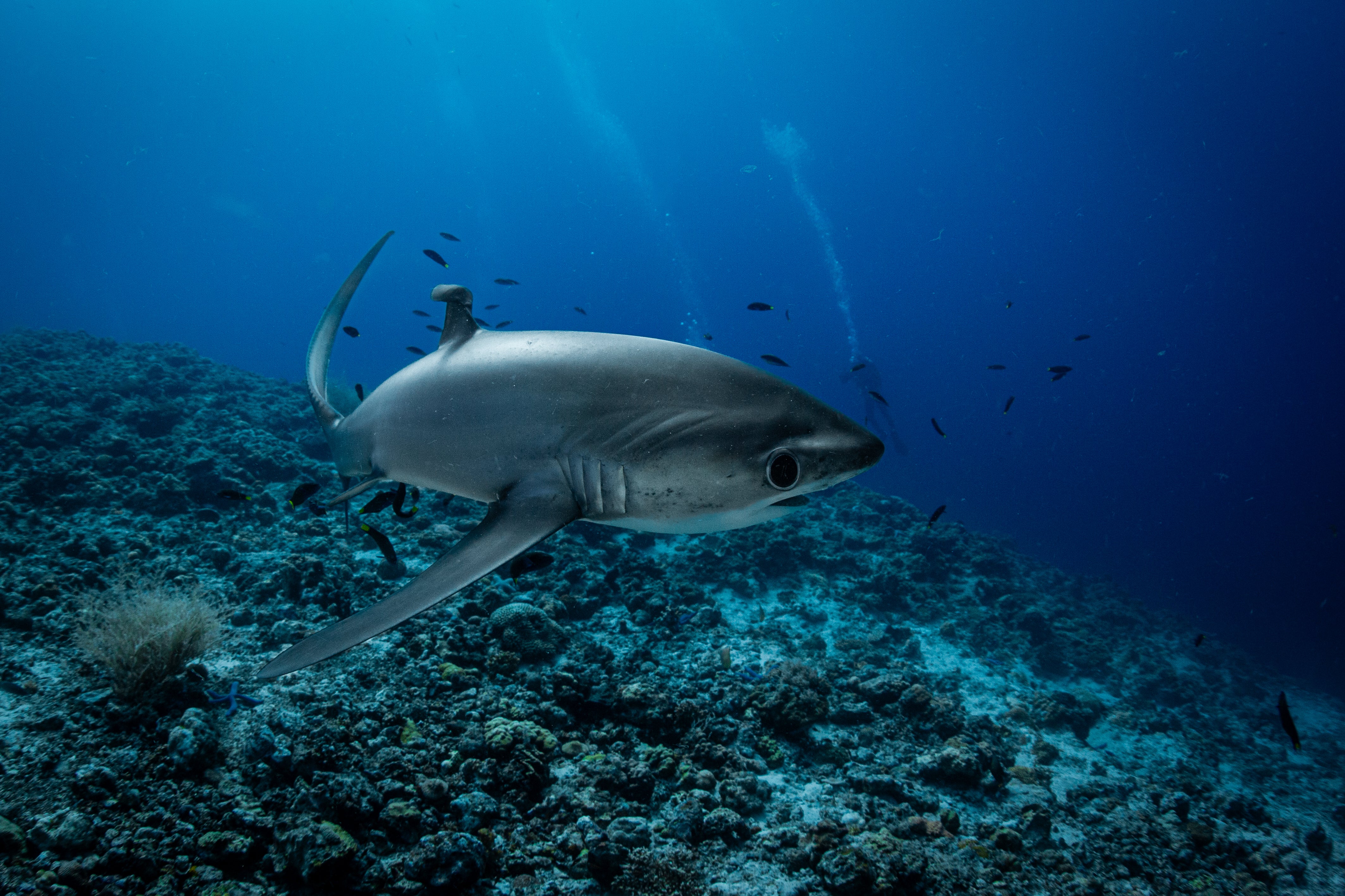 Diving with Thresher Sharks