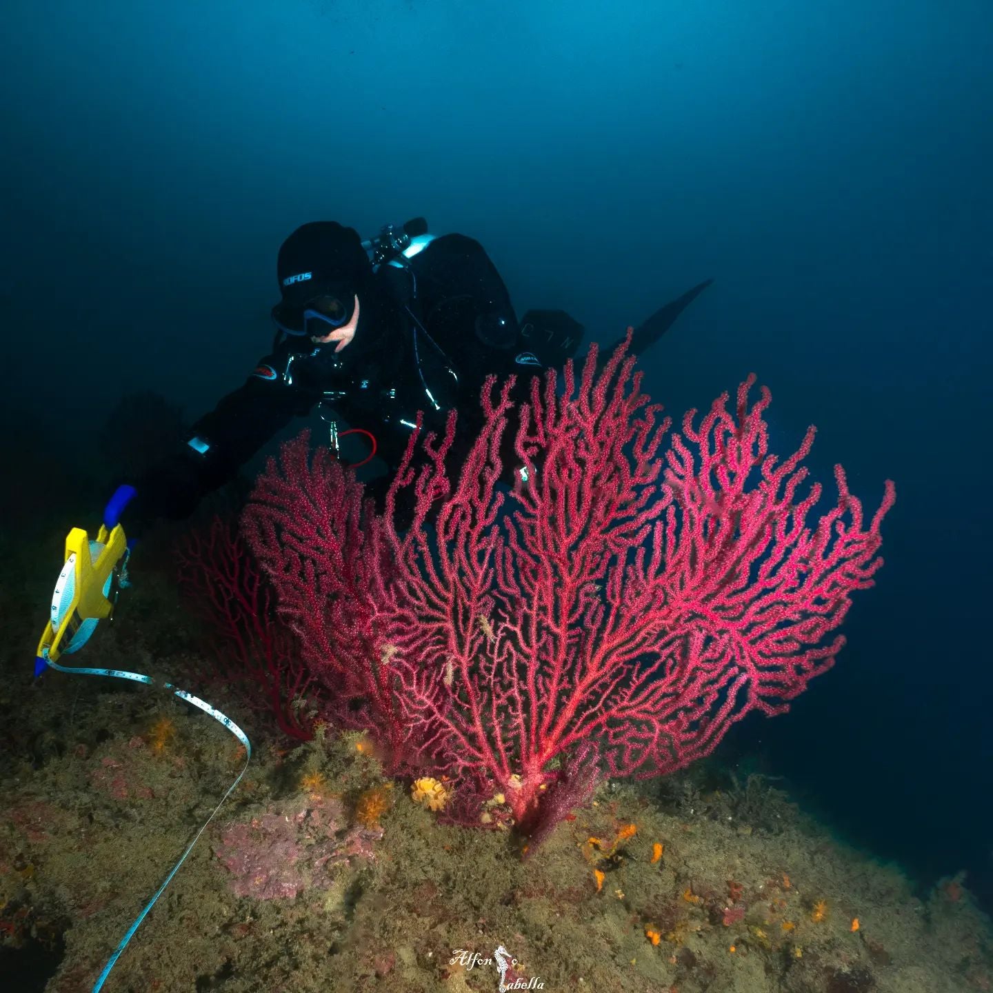 Mesophotic Coral Ecosystems: An Exciting Frontier for Technical Scientific Diving