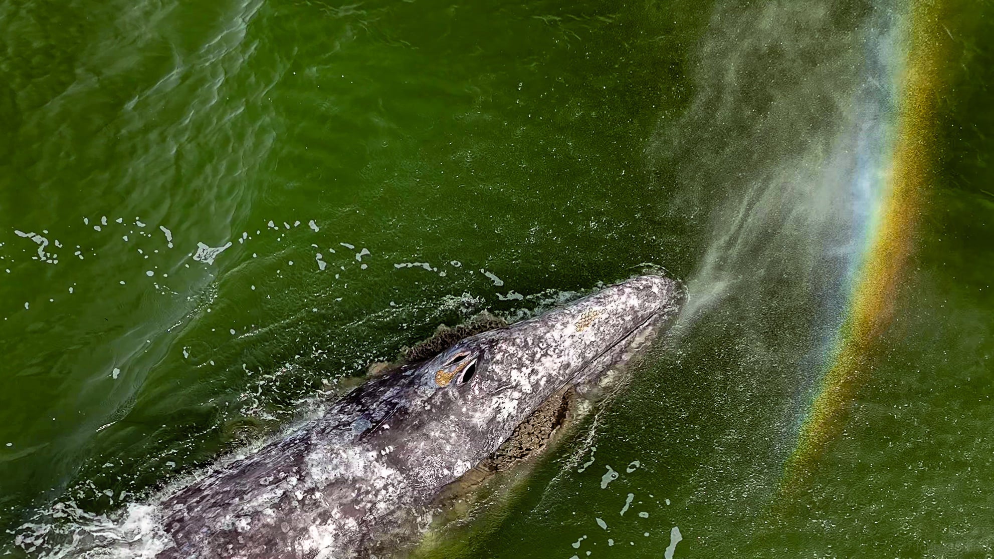 Unusual Mortality Event in NW Grey Whale Populations