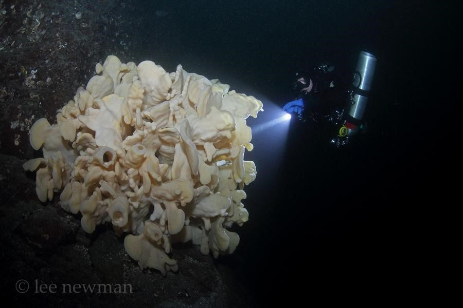 Deep Glass Sponge Reef