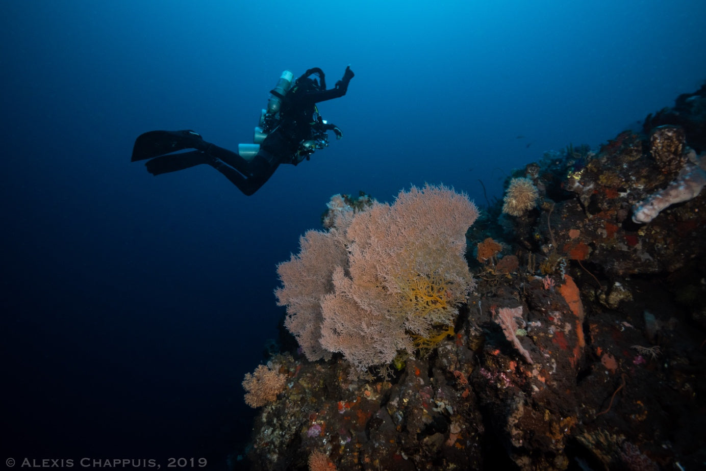 Mesophotic Coral Ecosystems in Indonesia