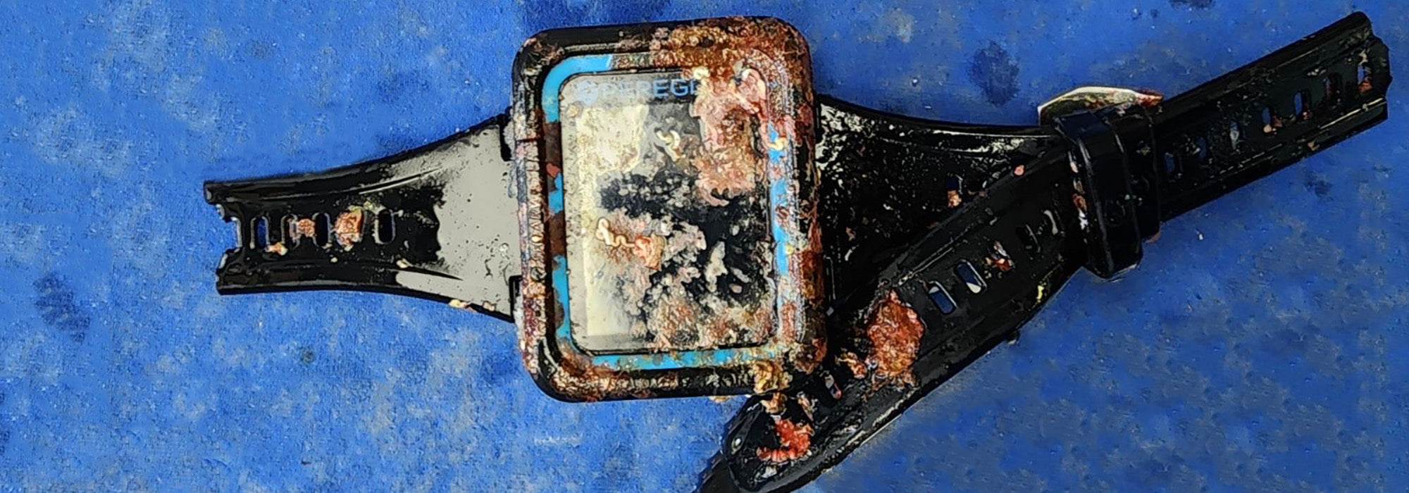 lost Peregrine survives year in ocean