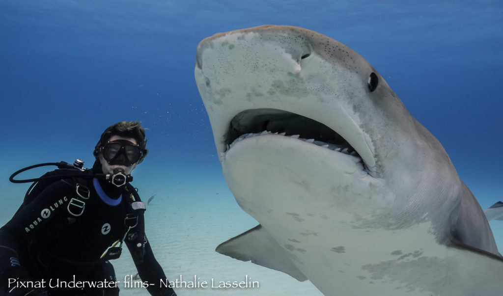 You are one dive away from your dream dive