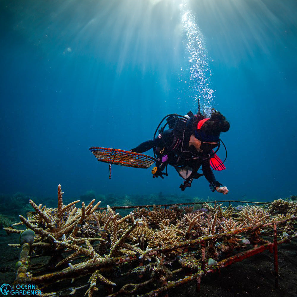 Ocean Gardener: Ped Restoration Site