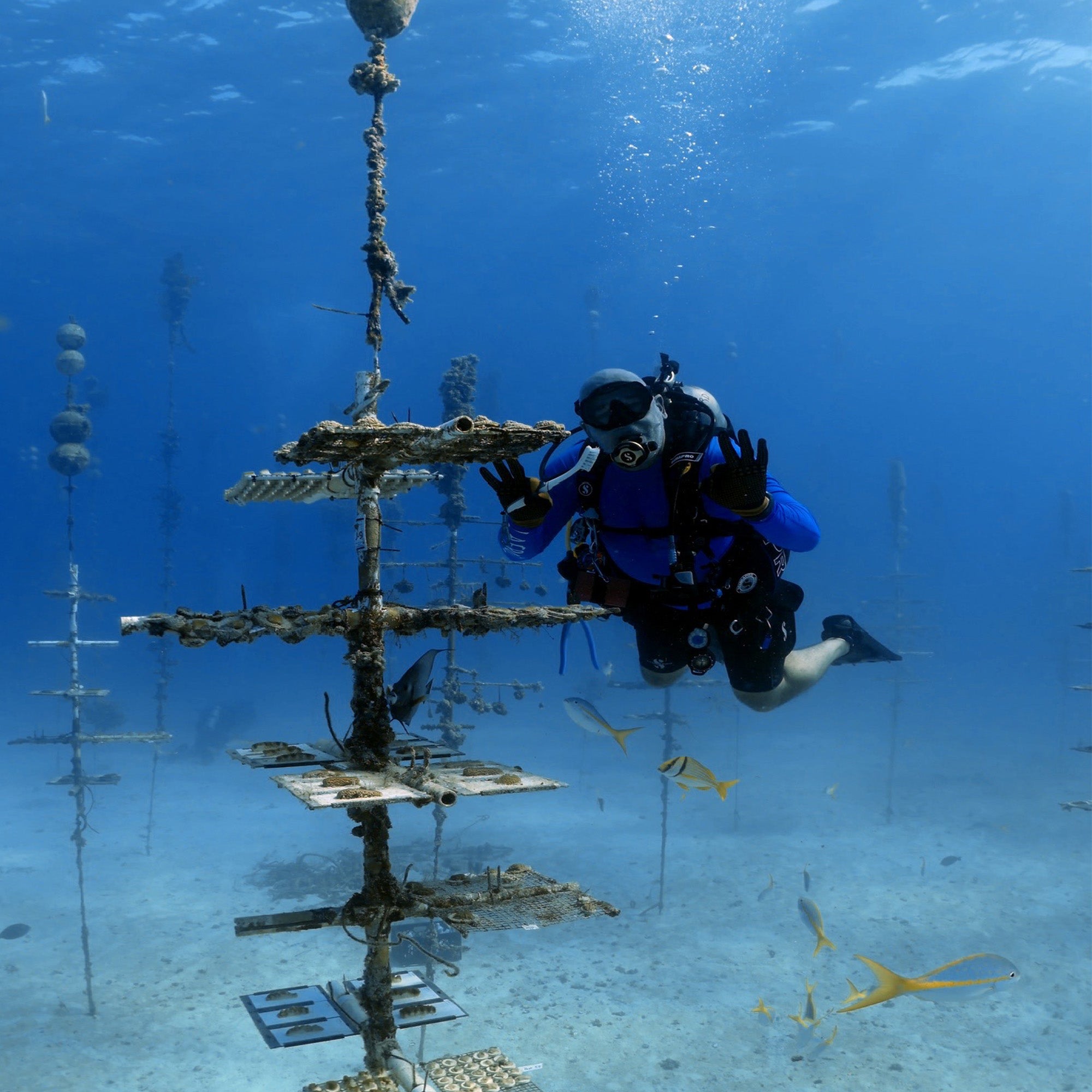 Reef Renewal: Building a Community of Reef Stewards