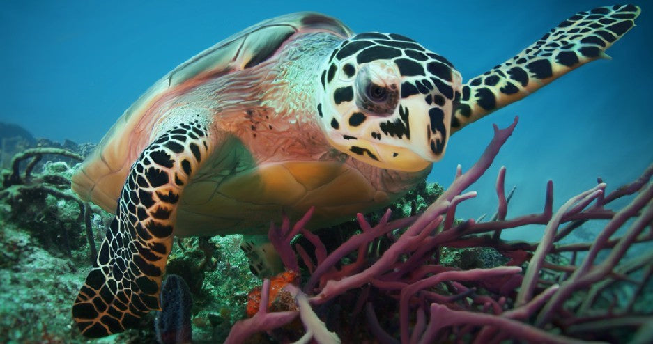 Do Whales and Sea Turtles do Decompression?