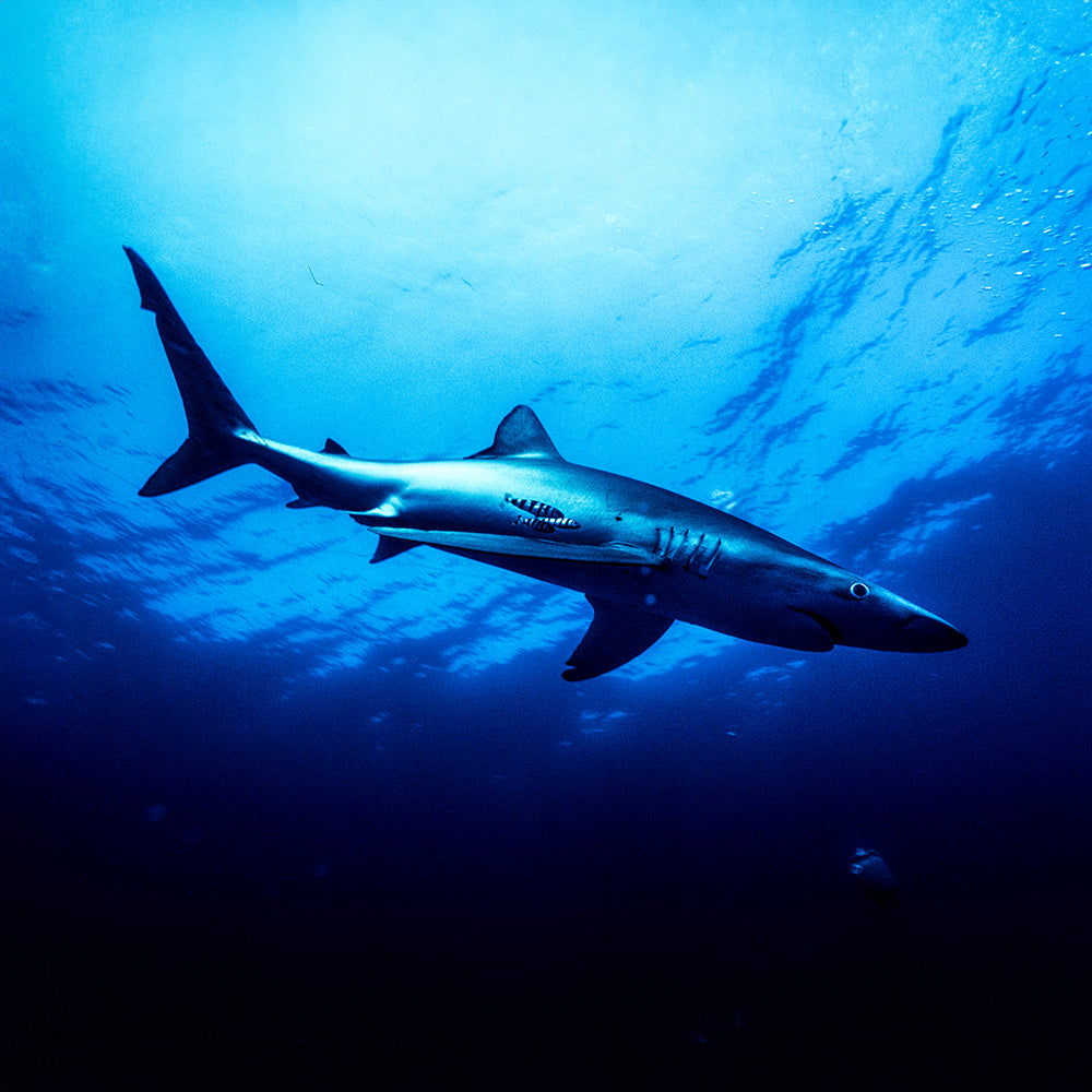 Analog Sharks: Where Art Meets the Ocean