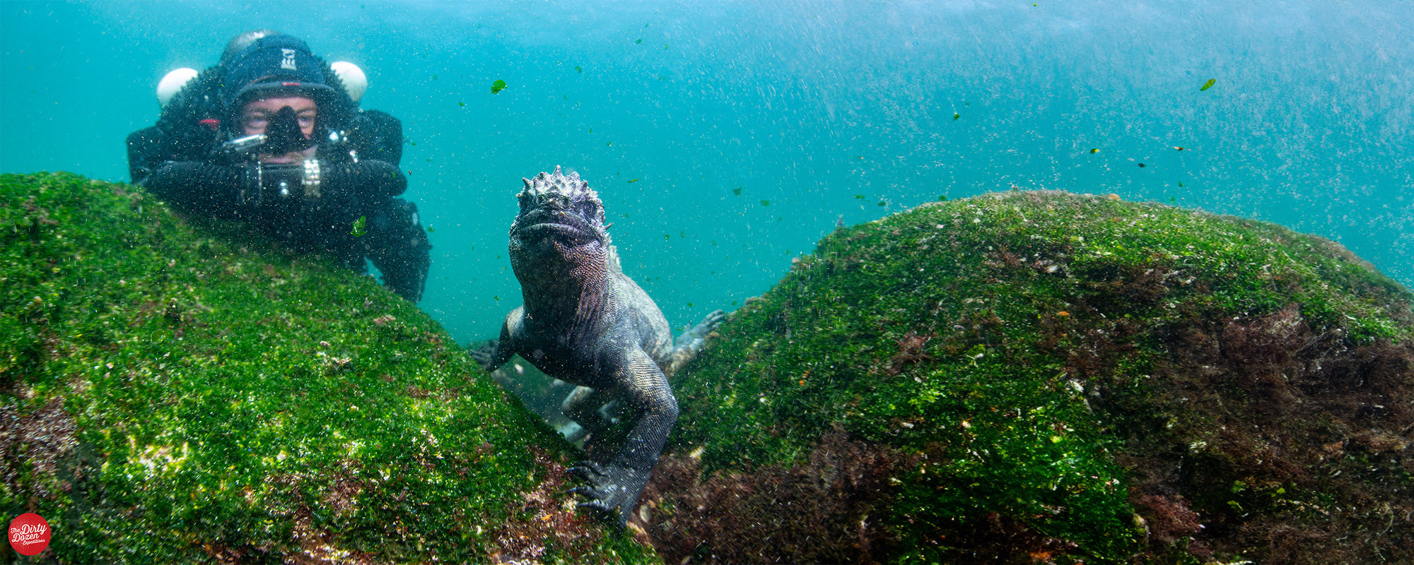 GALAPAGOS Lizard with diver