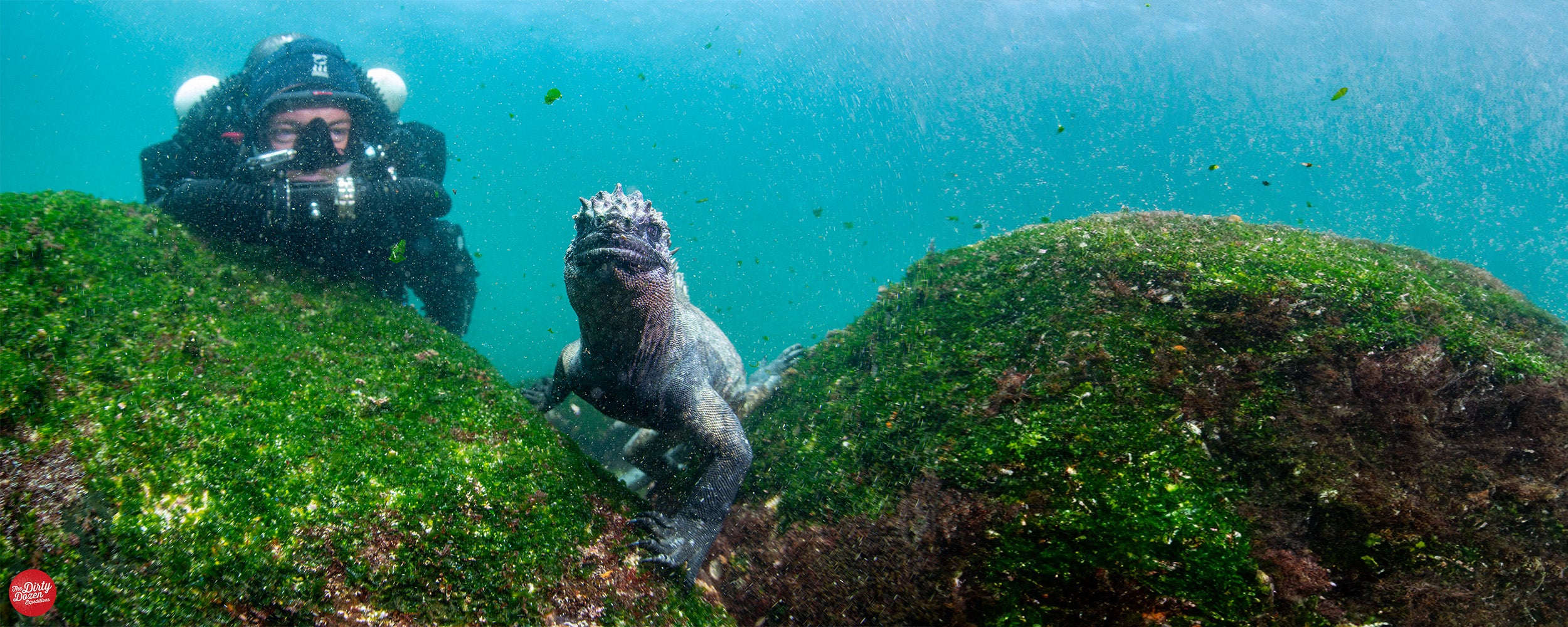 GALAPAGOS Lizard with diver
