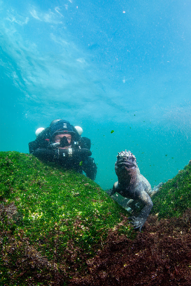 CCR diver in Galapagos with Iguana