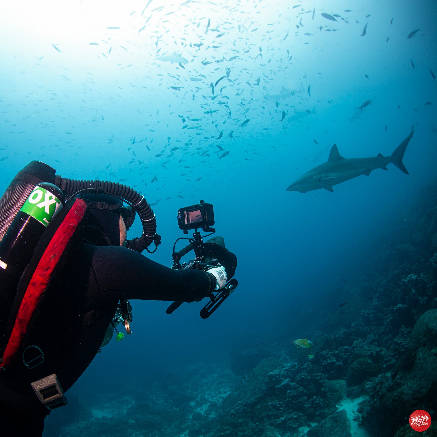 galapagos gallery shark
