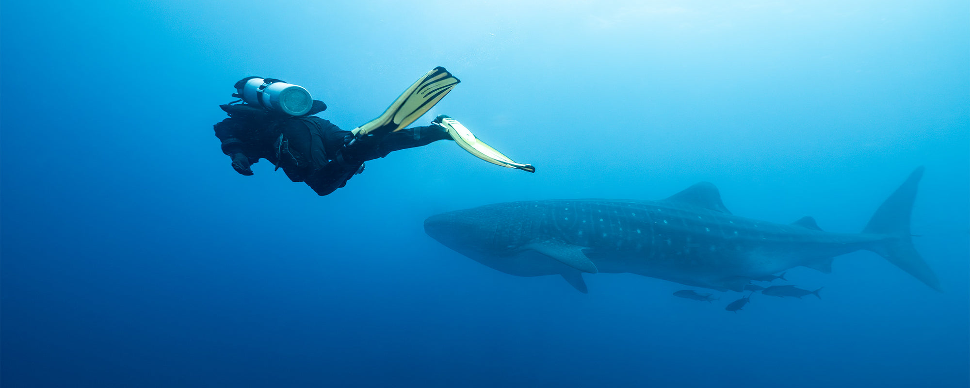 Galapagos whale shark with diver
