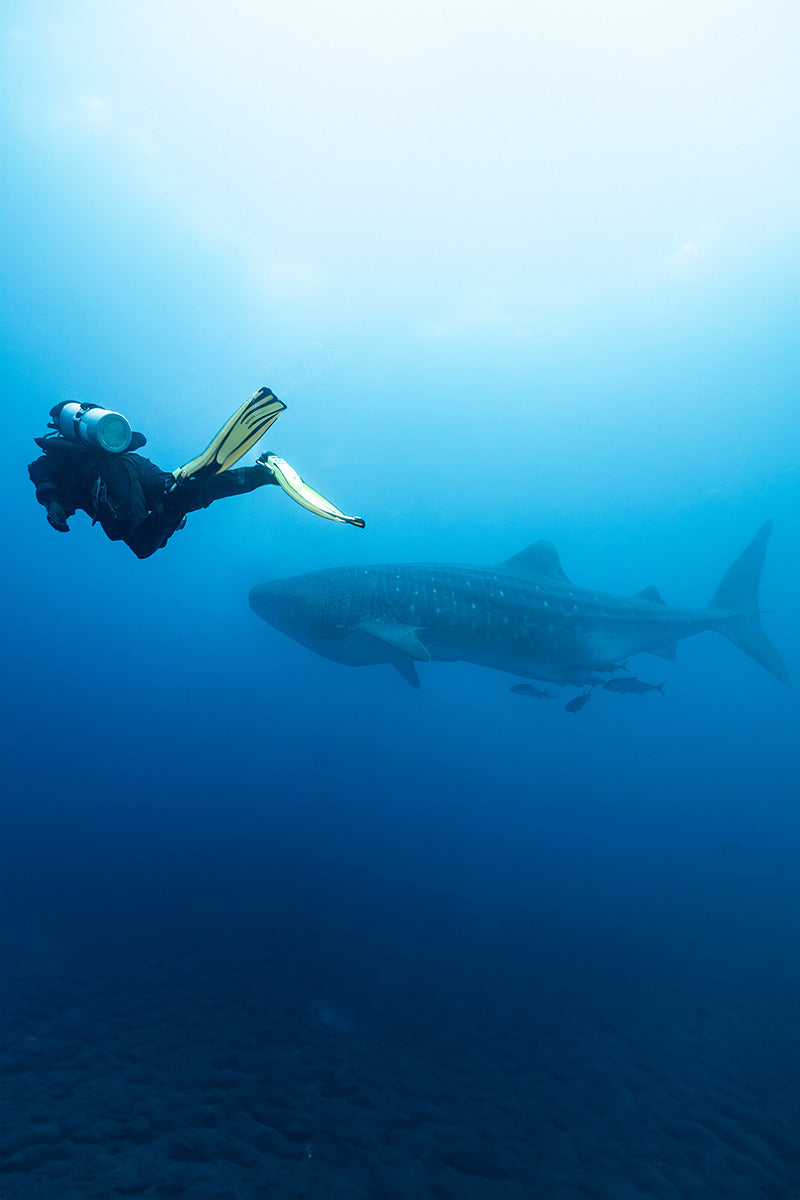 Galapagos whale shark with diver