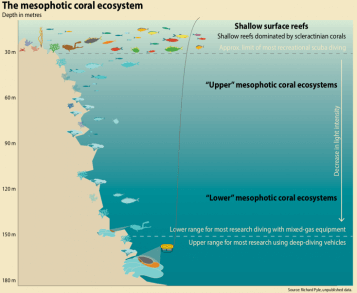 Mesophotic Coral Ecosystems In Indonesia - Shearwater Research