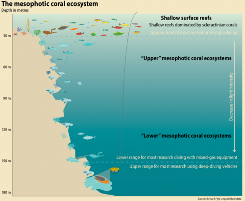 Mesophotic Coral Ecosystems in Indonesia - Shearwater Research